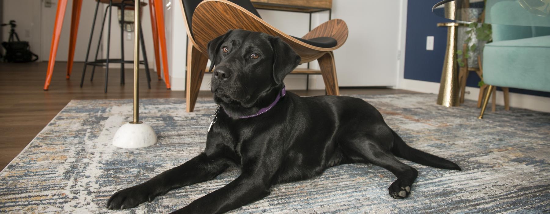 a dog lying on the floor