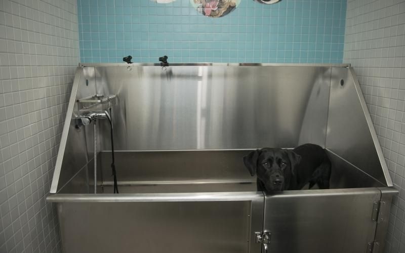 a dog in a bathtub